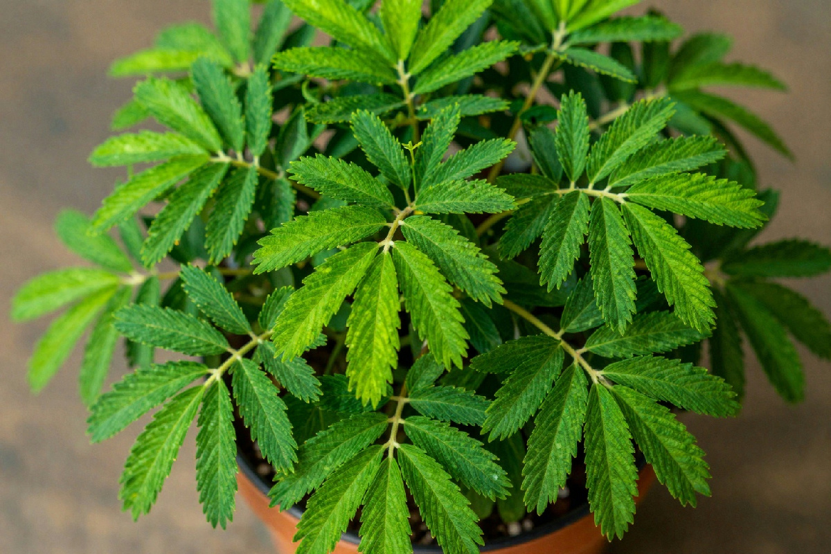 Mimosa con foglie secche: 7 efficaci soluzioni per curare le piante in difficoltà